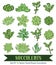 Vector Succulents Hand Drawn 16 Set Seamless