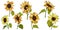 Vector Sunflower floral botanical flowers. Yellow and green engraved ink art. Isolated sunflower illustration element.