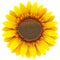 Vector Sunflower Icon