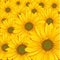 Vector sunflowers background