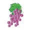 Vector template logo the grape fruit