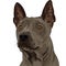 Vector Thai Ridgeback Dog breed closeup