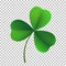 Vector three-leaf shamrock clover icon. Lucky fower-leafed symbol of Irish beer festival St Patrick`s day