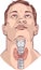 Vector Thyroid gland and larynx