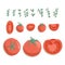Vector tomatoes collection in cartoon style. Bright cherry tomato vegetables isolated on white background.