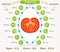 Vector tomatoes infographics.