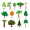 Vector trees. Forest tree set with titles, birch and oak, pine and baobab, acacia and spruce vector