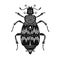 Vector Tribal Decorative Beetle