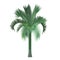 Vector tropical exotic high detailed palm tree .