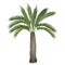 Vector tropical exotic high detailed palm tree .