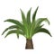 Vector tropical exotic high detailed palm tree .