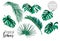 Vector tropical leaves set isolated
