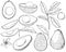 Vector tropical set with avocado, leaves and flower. Hand painted line art fruit, slice and leaves isolated on white background.