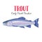 Vector trout