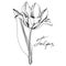 Vector tulip floral botanical flower. Black and white engraved ink art. Isolated tulips illustration element.