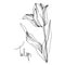 Vector tulip floral botanical flower. Black and white engraved ink art. Isolated tulips illustration element.