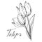 Vector tulip floral botanical flower. Black and white engraved ink art. Isolated tulips illustration element.