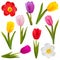 Vector Tulip Icons
