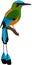 Vector Turquoise browed Motmot