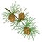 Vector twig with outline European Larch or Larix tree. Branch with green foliage and brown cones isolated on white background.