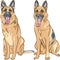 vector Two dog German shepherd breed