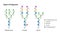 Vector types of N-glycans. Oligomannose, complex and hybrid.