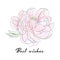 Vector typography slogan with peony flower illustration. Hand drawn botanical sketch. Romantic drawing wedding design