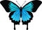 Vector Ulysses butterfly from Indonesia