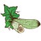 Vector vegetable. Hand drawn graphic illustration, Zucchini