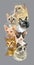 Vector vertical poster with cats