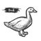 Vector vintage sign of domestic duck. Sketch