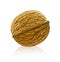 Vector walnut fruit isolated