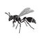Vector of a wasp on a white background. Insect