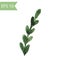 Vector watercolor boxwood branch. Illustration of green branch with