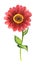 Vector watercolor illustration of red zinnia flower isolated on white background