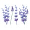 Vector watercolor lavender delicate bunch