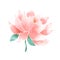 Vector watercolor lotus flower pink