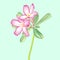 Vector Watercolor Painting of Impala lily