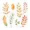 Vector watercolor Set of fall leaves, maple leaf, acorns, berries, spruce branch. Forest design elements. Hello Autumn