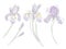 Vector watercolor set of purple irises