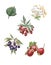 Vector watercolor set of rosehips and hawthorn