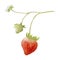 Vector watercolor strawberry branch on white