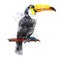 Vector watercolor toucan
