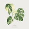 Vector watercolor tropical green leaves. Monstera Variegated greenery illustration
