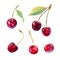 Vector watercolour cherry illustration. Hand drawn cherries set. Fresh sweet and tasty cherries. Bright and fresh