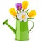 Vector Watering Can with Tulips