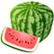 Vector watermelon.