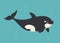 Vector whale killer in water. Flat orca swimming. Cartoon vector hand drawn eps 10 children s book illustration isolated