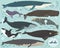 A vector of Whale Species Collection Set
