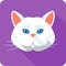 Vector white british Cat icon flat design